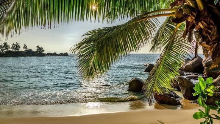 Baga Beach Palms Exteriér fotografie
